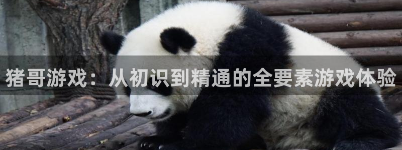 杏鑫平台开户怎么开