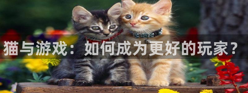 杏鑫注册登录平台：猫与游戏：如何成为更好的玩家？